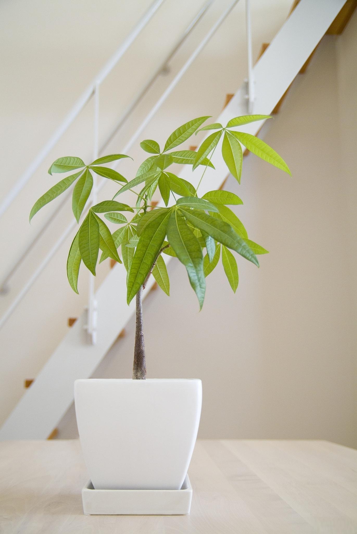 发财树养殖技巧 发财树是一种很受欢迎的观叶植物,它的叶子肥厚多肉