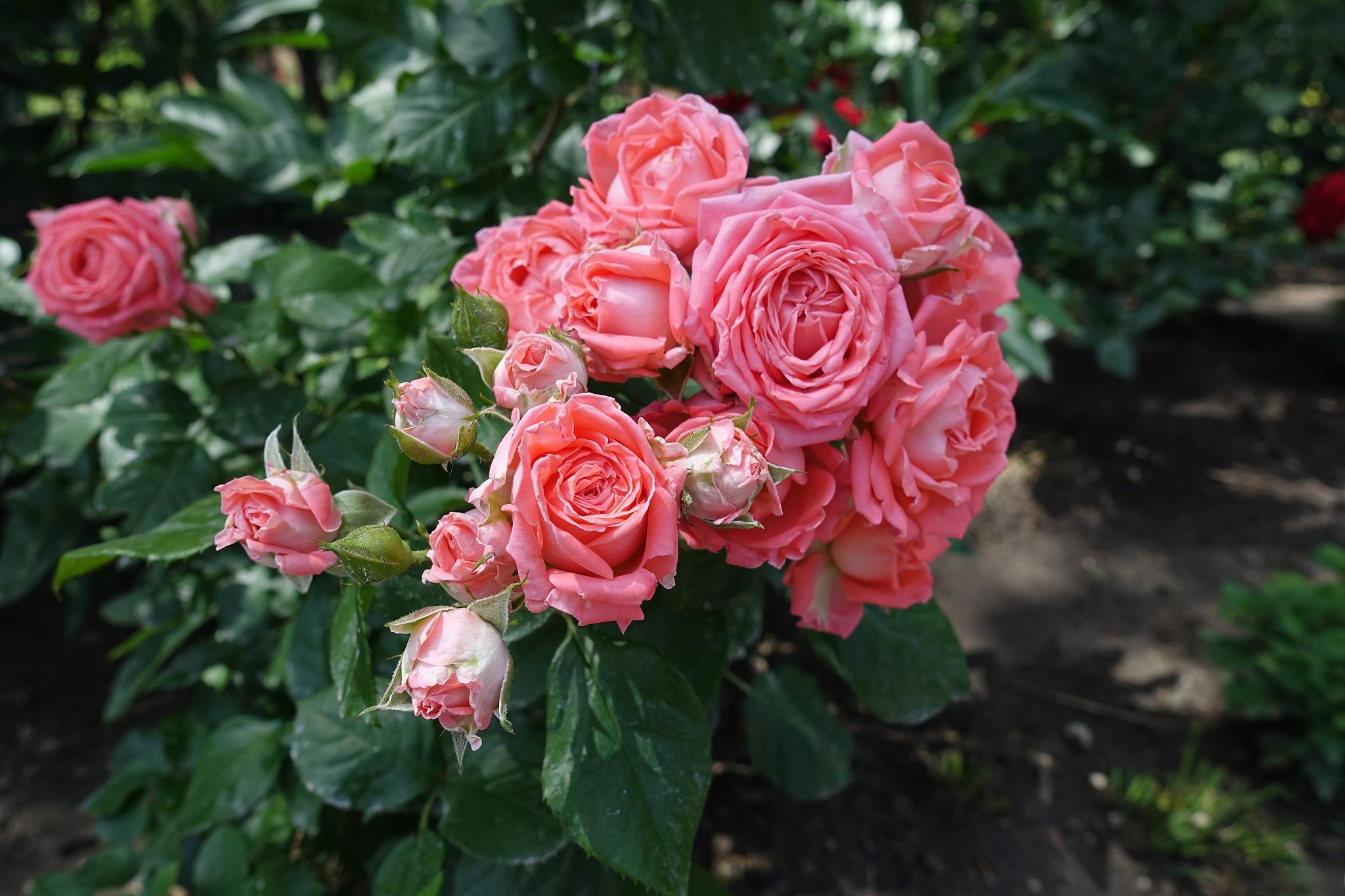 摩纳哥公爵月季好在哪里 摩纳哥公爵月季是一种适合家庭种植的美丽