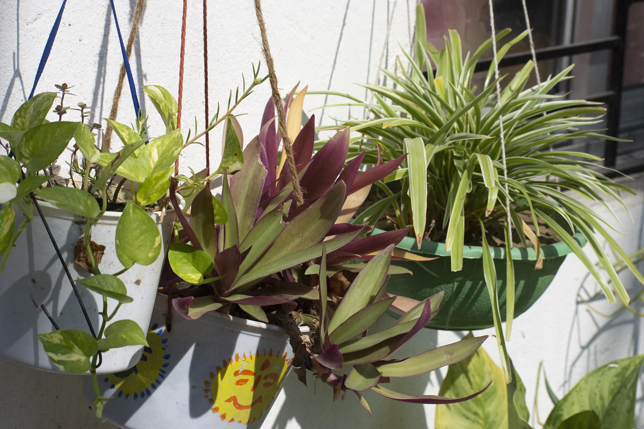 吊竹梅的养护和风水学说 吊竹梅是一种常绿草本植物,具有优美的株型和