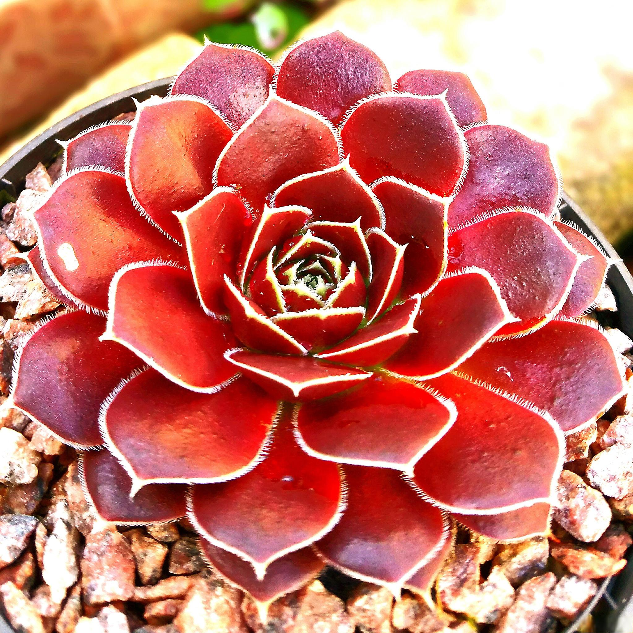 红太阳多肉植物养殖方法 红太阳多肉植物具有独特的魅力,炽热的红色