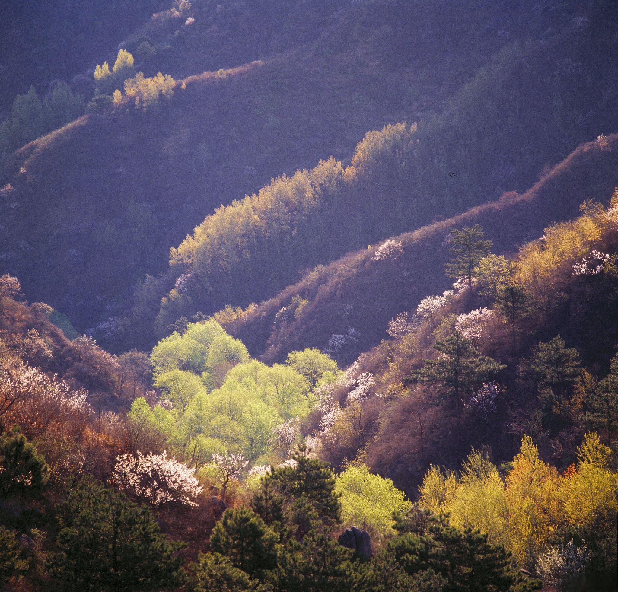 秋天的秦岭:大自然的绚丽画卷 秦岭,作为中国的母亲山,是众多生物和