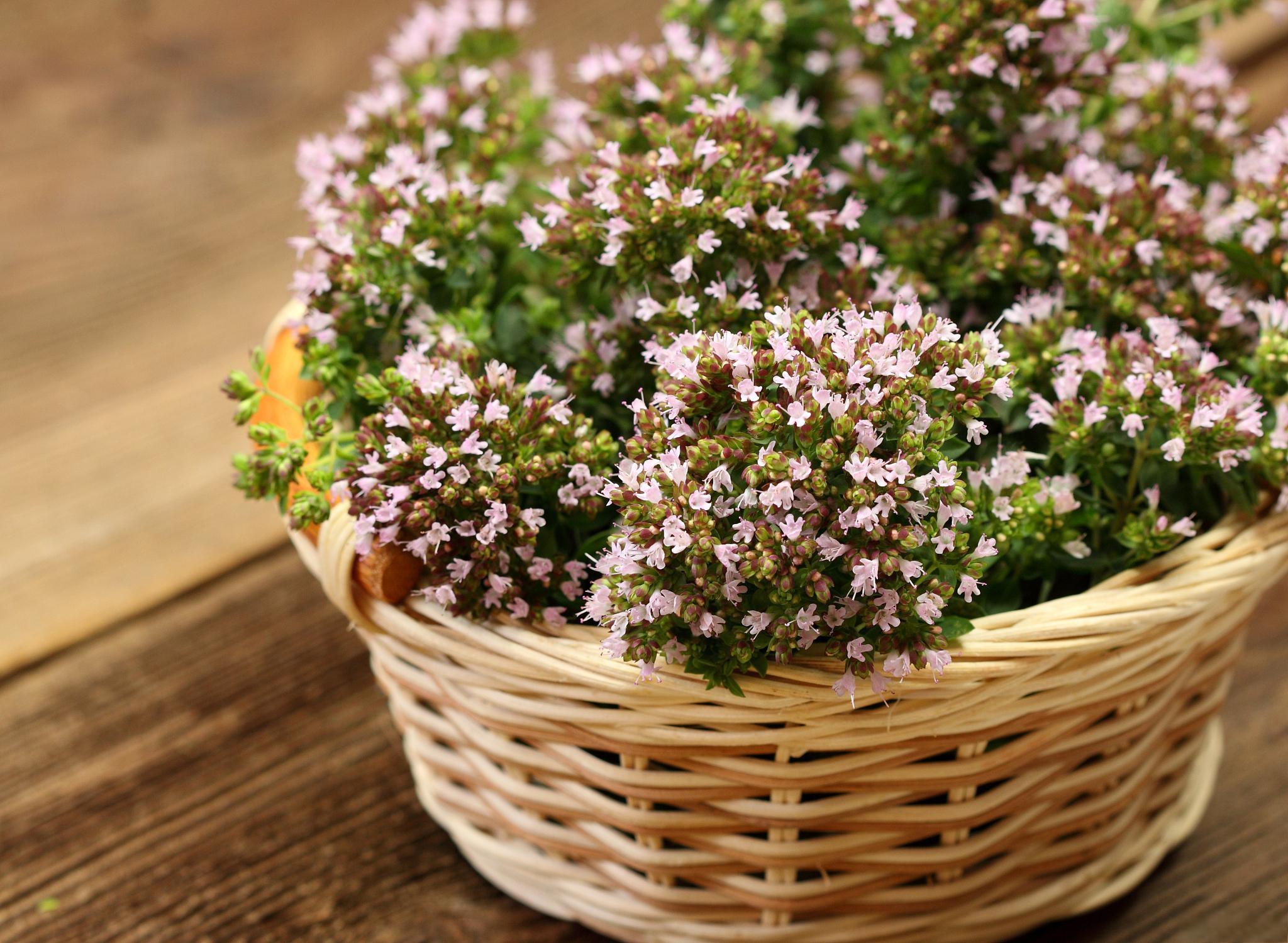 满天星养护指南 买回来的满天星是一种常见而美丽的花卉,正确的养护