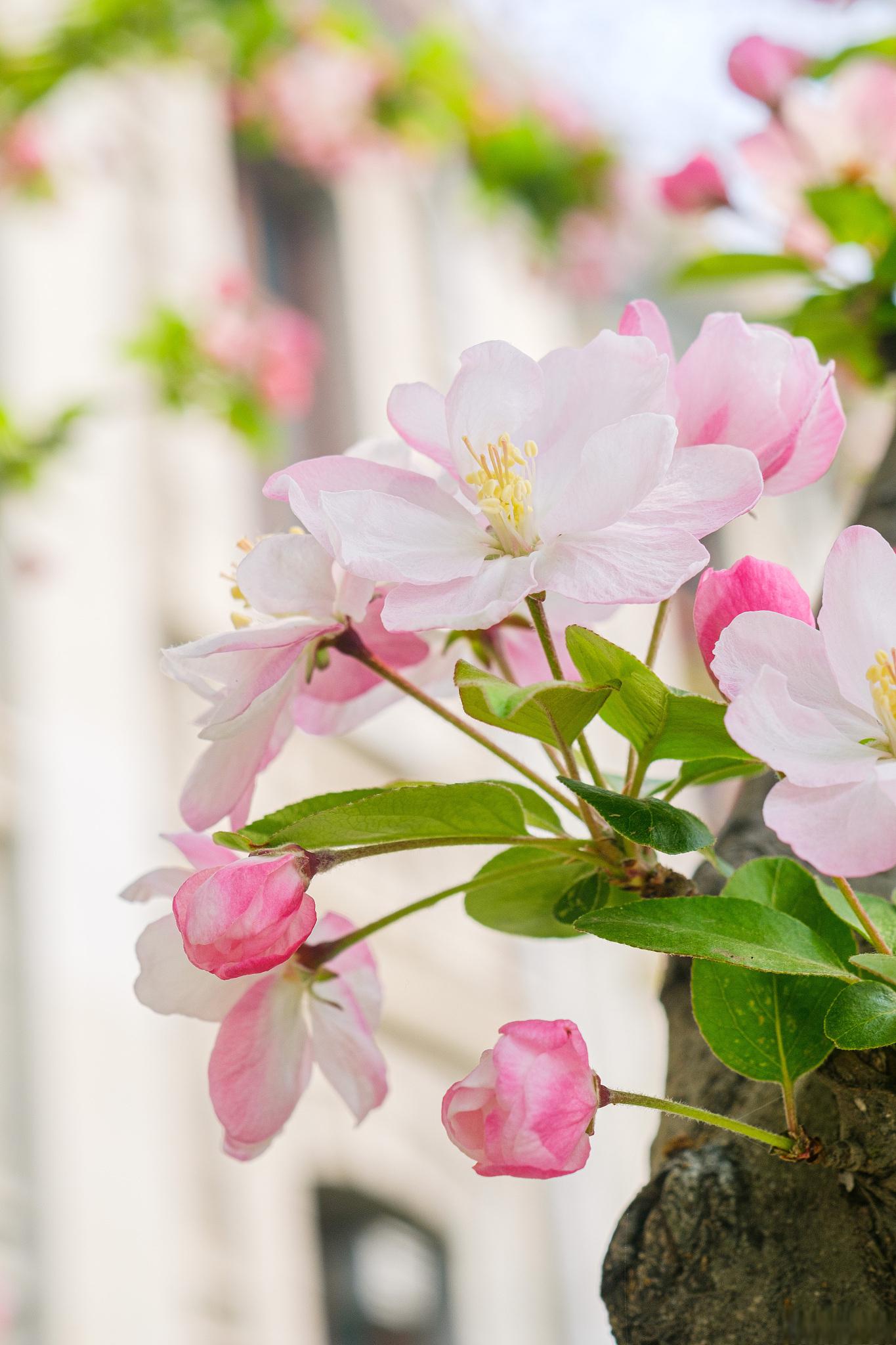 海棠花叶子枯萎的原因及补救方法 海棠花叶子枯萎的情况可能有多种