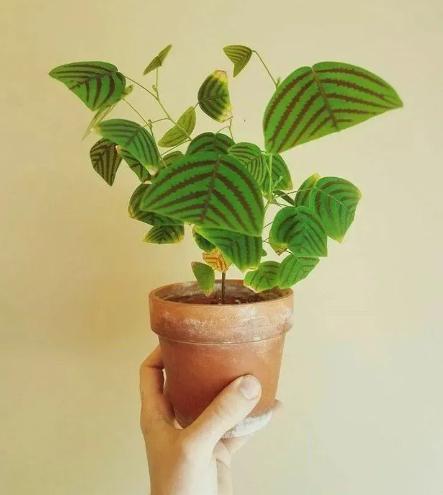 飞机草的养殖方法 飞机草又名"凤尾草",是一种常见的观赏草,具有较高