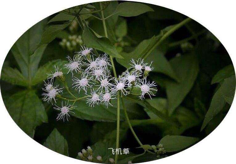 飞机草的养殖方法和注意事项 飞机草,也叫作空气凤眼草或空气凤梨草