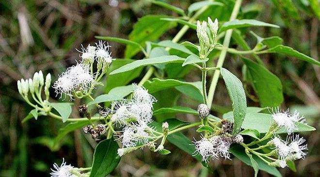 飞机草的养殖方法和注意事项 飞机草,也叫作空气凤眼草或空气凤梨草