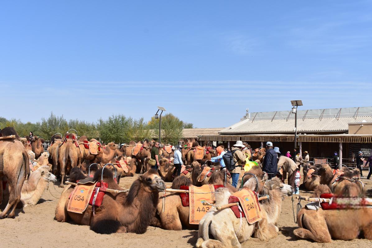 甘肃敦煌鸣沙山月牙泉景区骆驼罢工事件 近日,甘肃敦煌鸣沙山月牙泉
