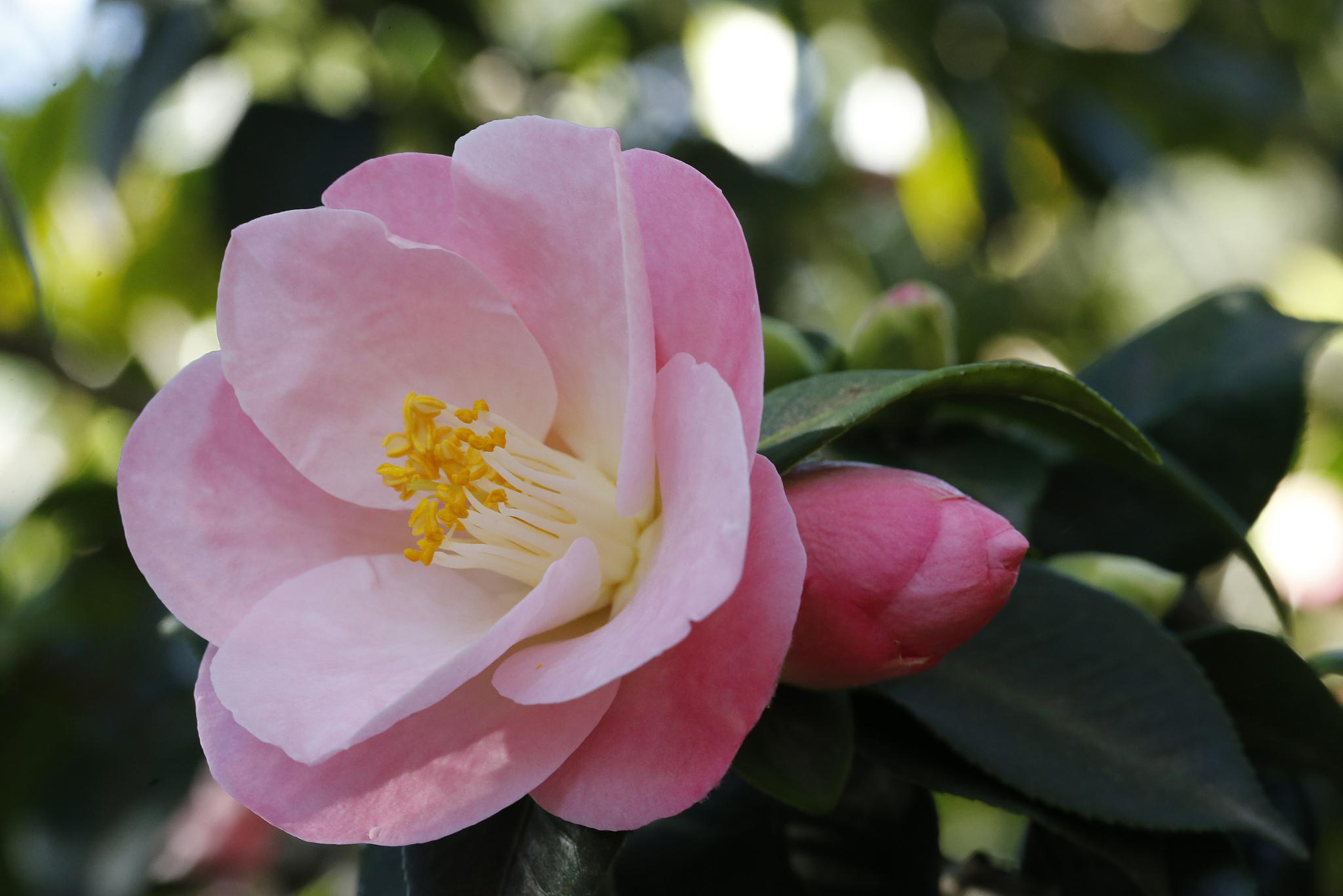 茶花叶发黑掉叶怎么处理 茶花,又名山茶花,是一种观赏价值很高的花卉.
