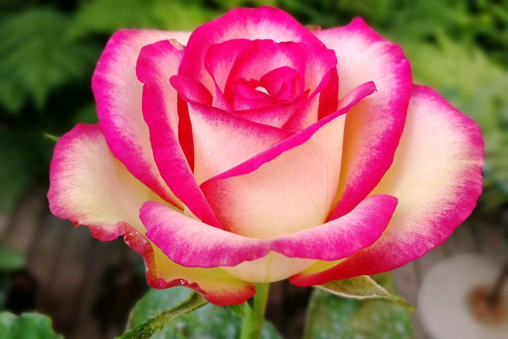 梦露月季的优缺点 梦露月季(dream come true)是一种混合花色月季,其