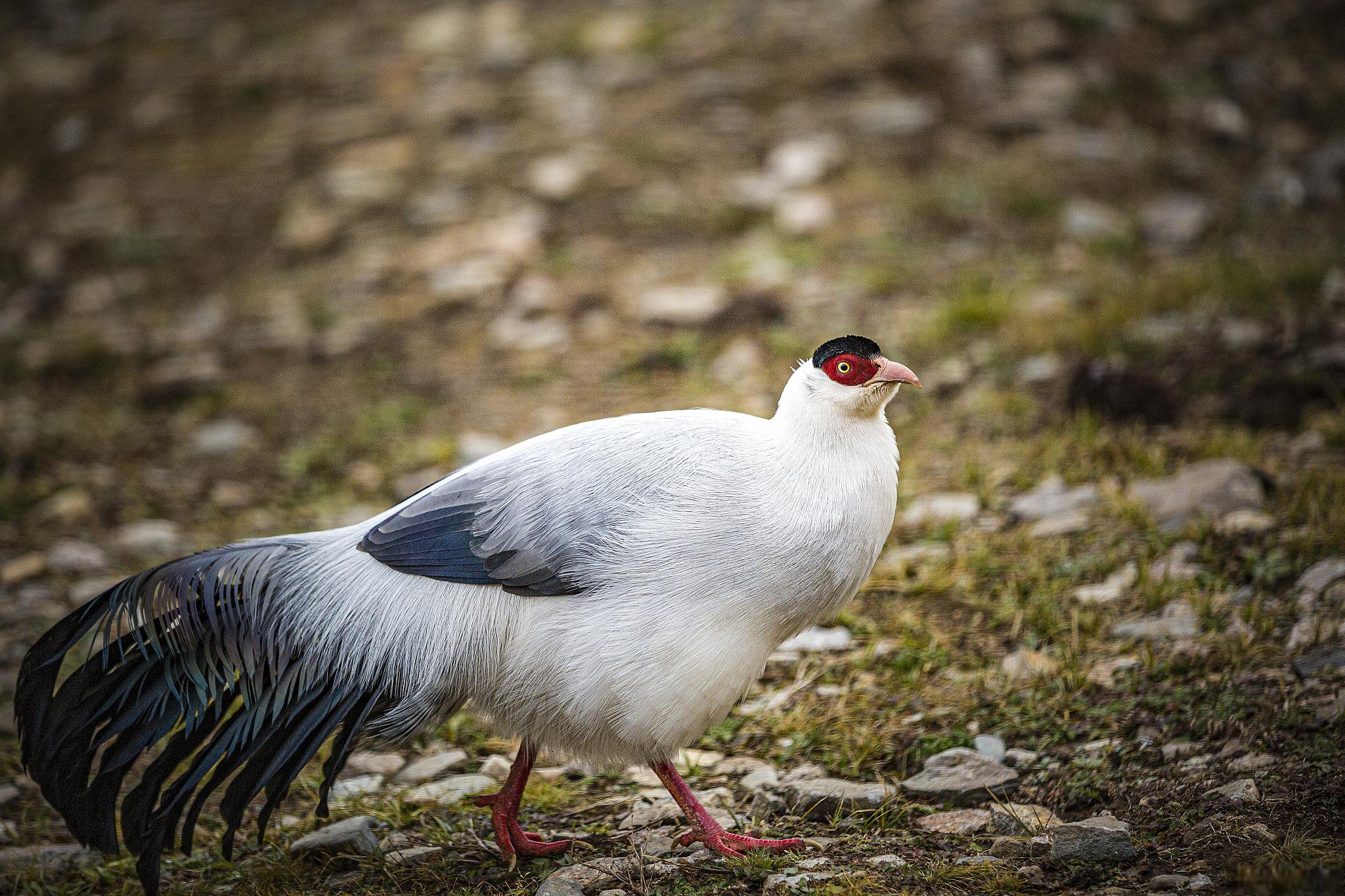稻城著杰寺旅游攻略 如果你想体验一次不一样的西藏之旅,那么四川甘孜