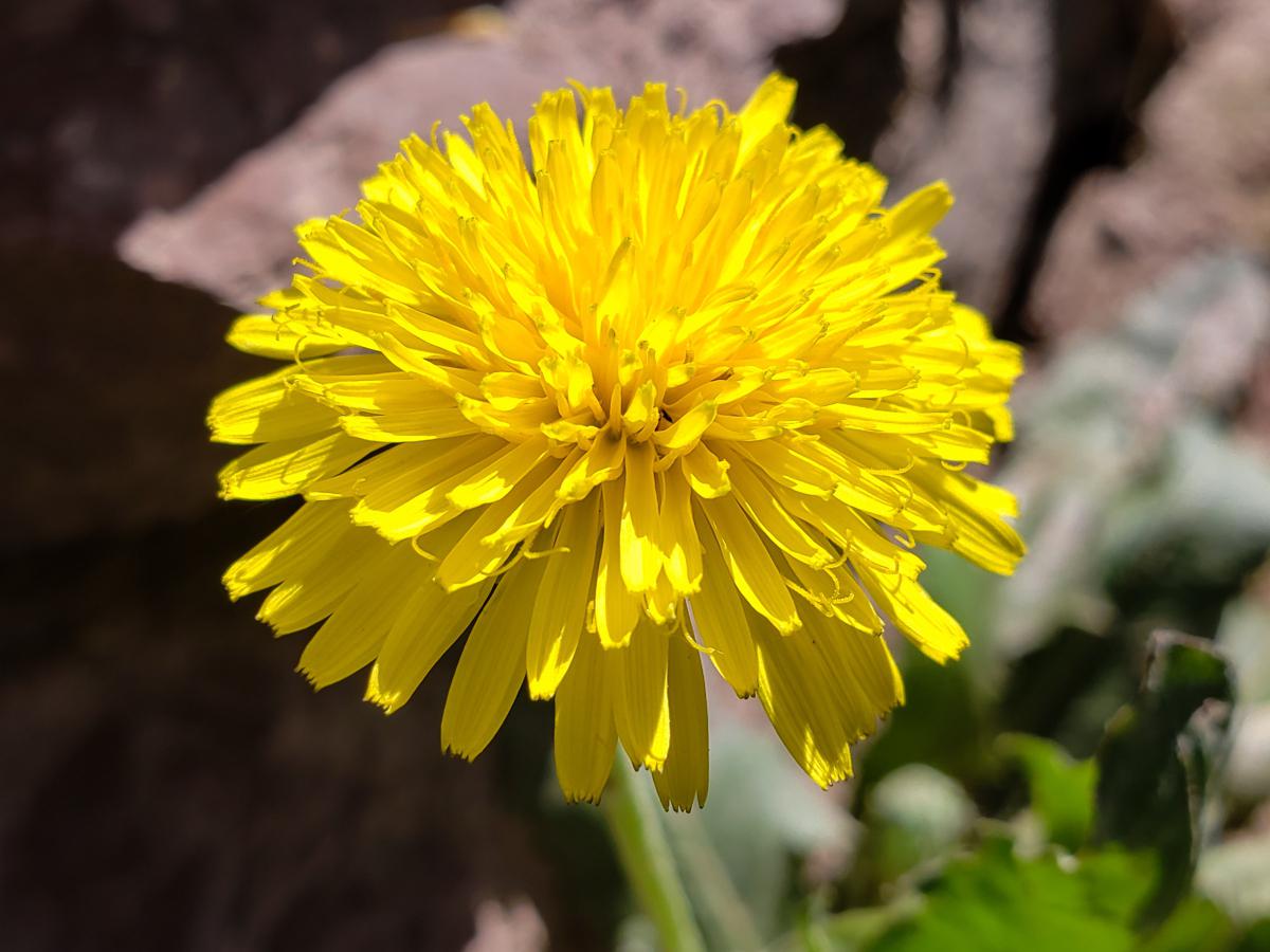晒干蒲公英花可以使其长时间保存,并保留其营养成分和药用价值.