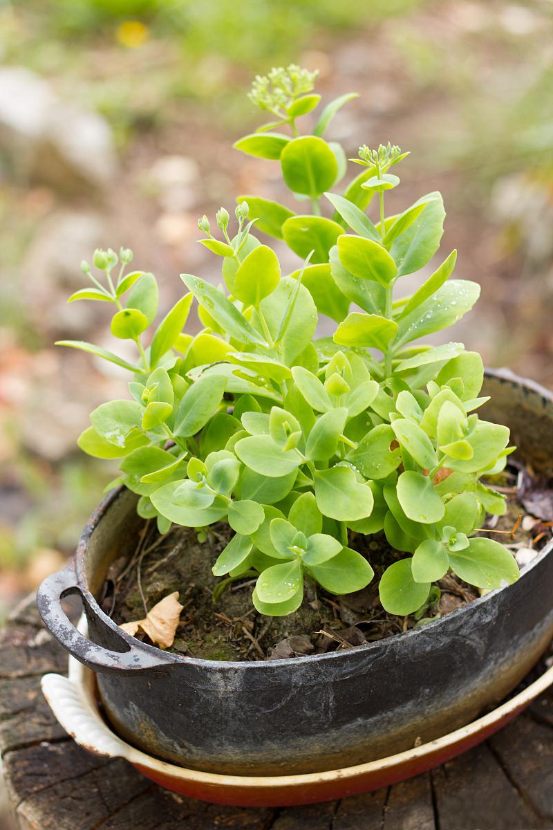 碰碰香,一种令人愉悦的植物 碰碰香,学名plectranthus (cerveza(noth