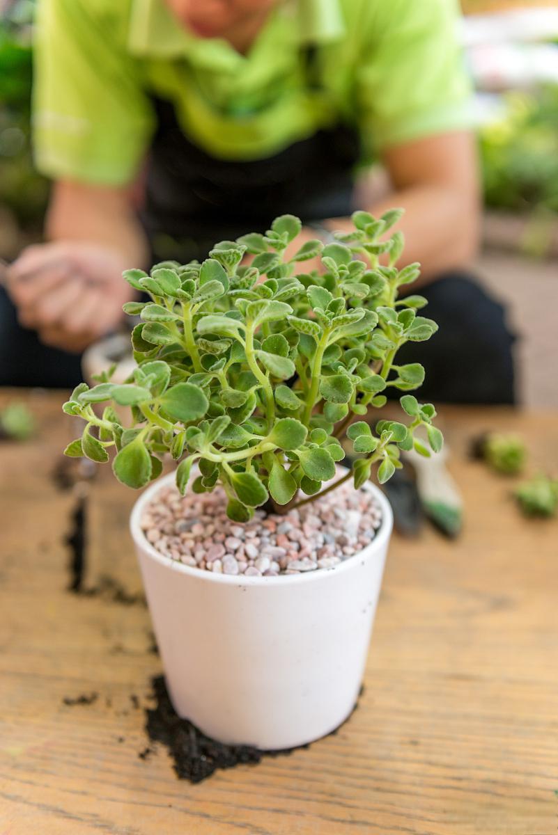 碰碰香,一种令人愉悦的植物 碰碰香,学名plectranthus (cerveza(noth