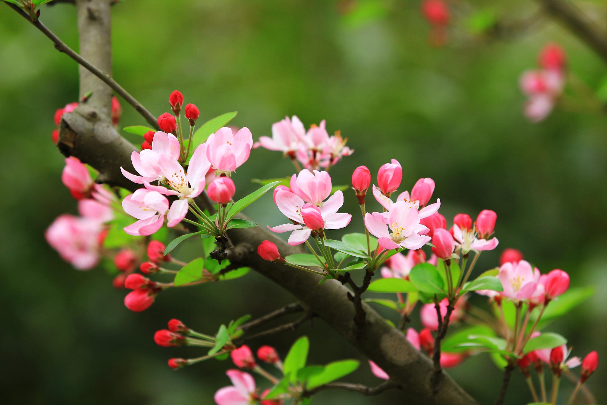 海棠花的基本养殖方法 海棠花是一种常见的植物,也被称为瓦莲花或瓦莲