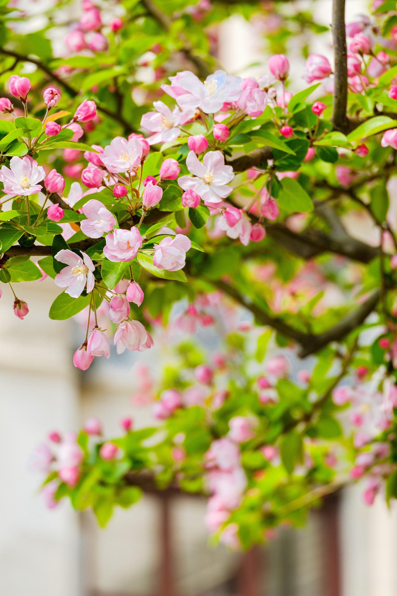 海棠花的基本养殖方法 海棠花是一种常见的植物,也被称为瓦莲花或瓦莲