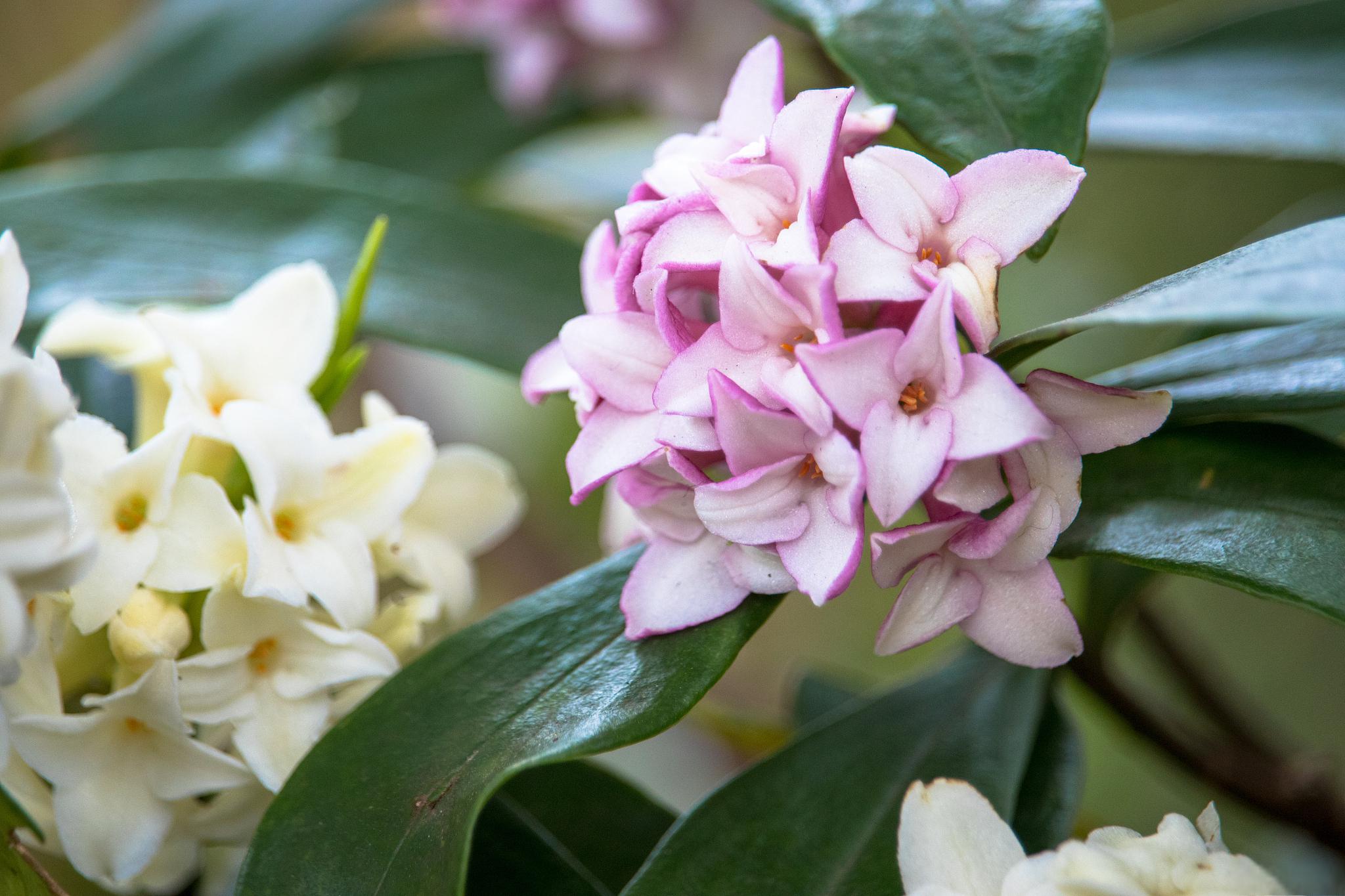 瑞香花真实图片