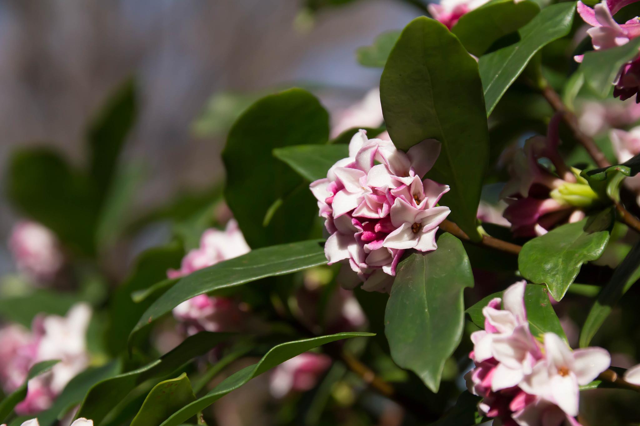 瑞香花真实图片