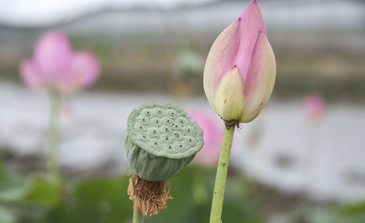 宝应荷藕节:绿色低碳产业升级 宝应荷藕节签约项目引资超过138亿元,共