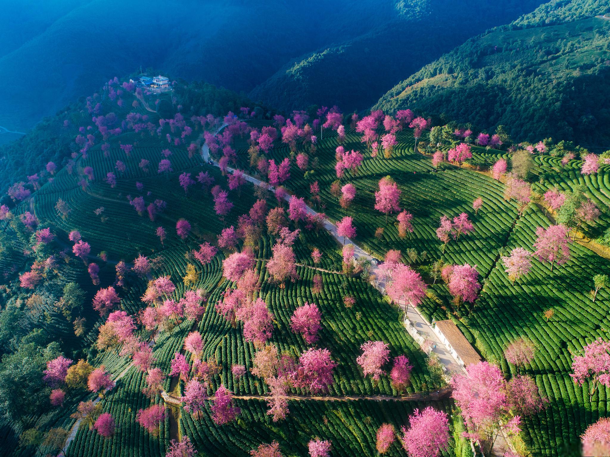 云南樱花谷风景区图片