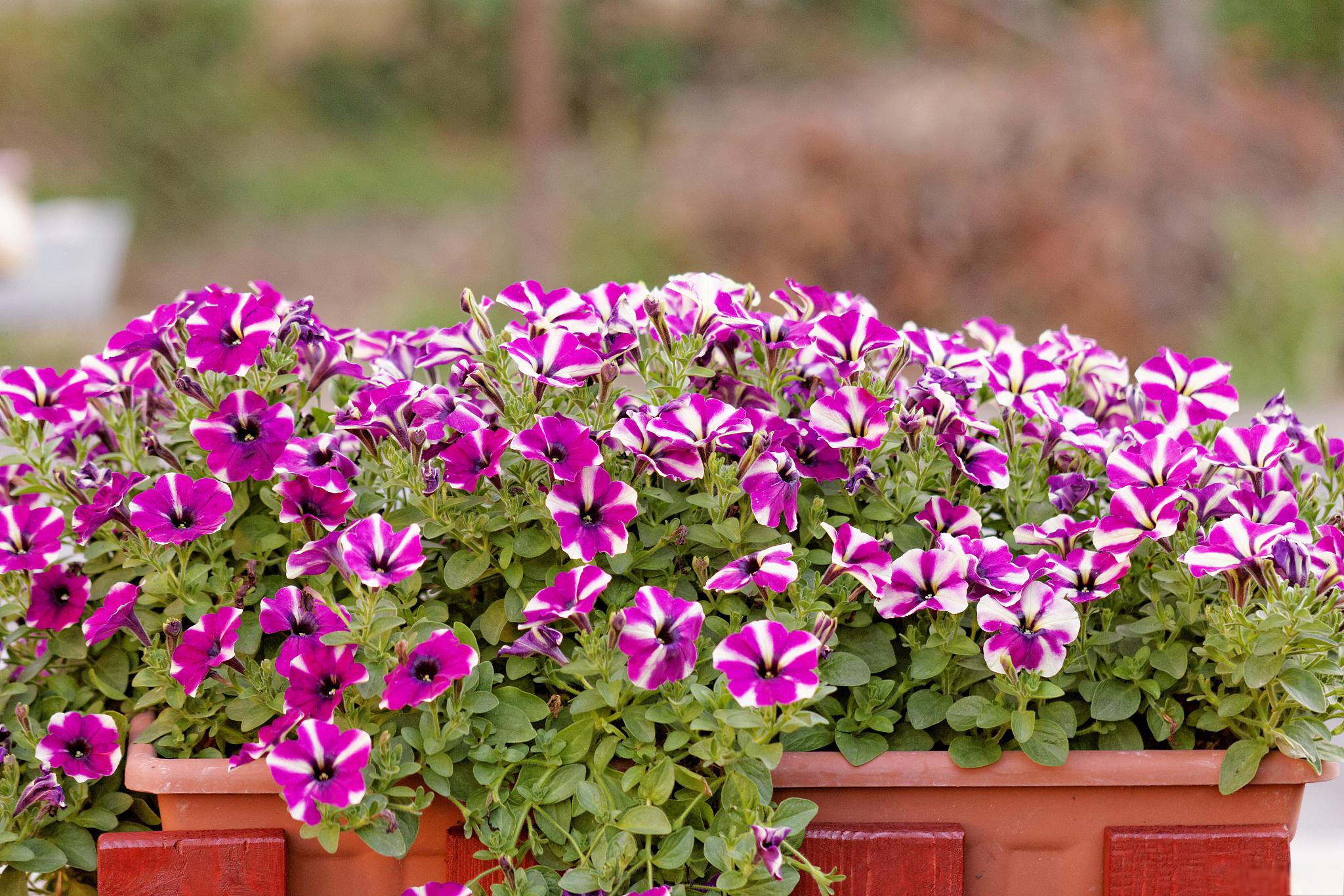 矮牵牛花种植指南 矮.@家居东南亚风格探索者的动态