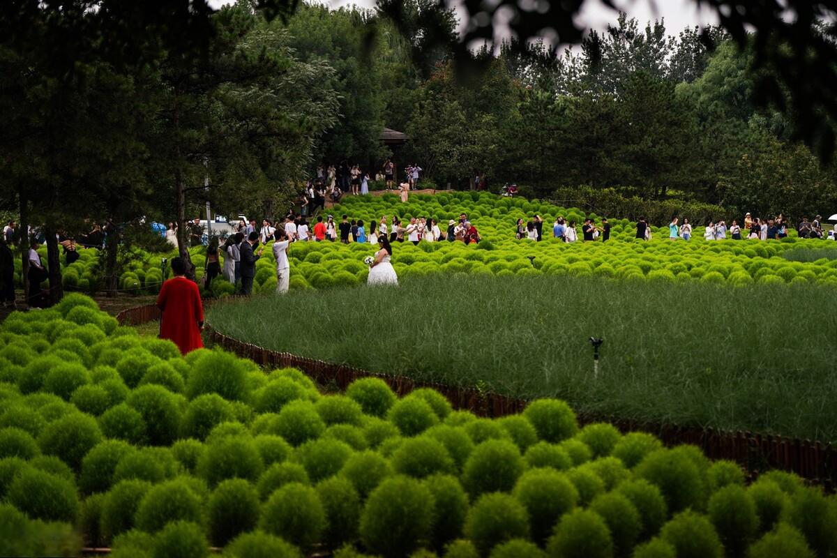 北京奥森公园的绿色地肤草景观 近日,北京奥森公园内一处独特的绿色