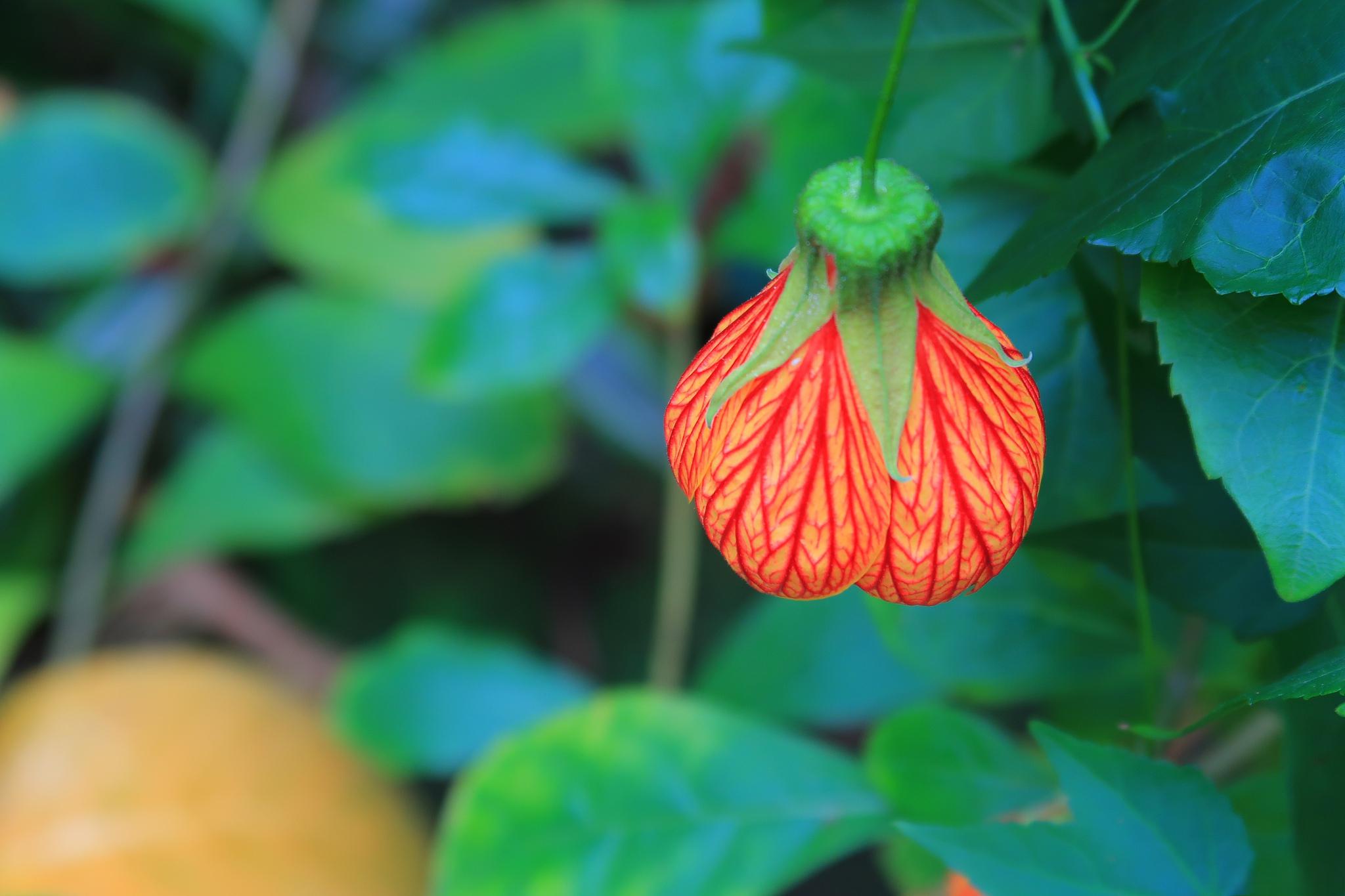 五彩荷包花的养殖技术 五彩荷包花,又名彩虹荷包花,是一种颜色斑斓的