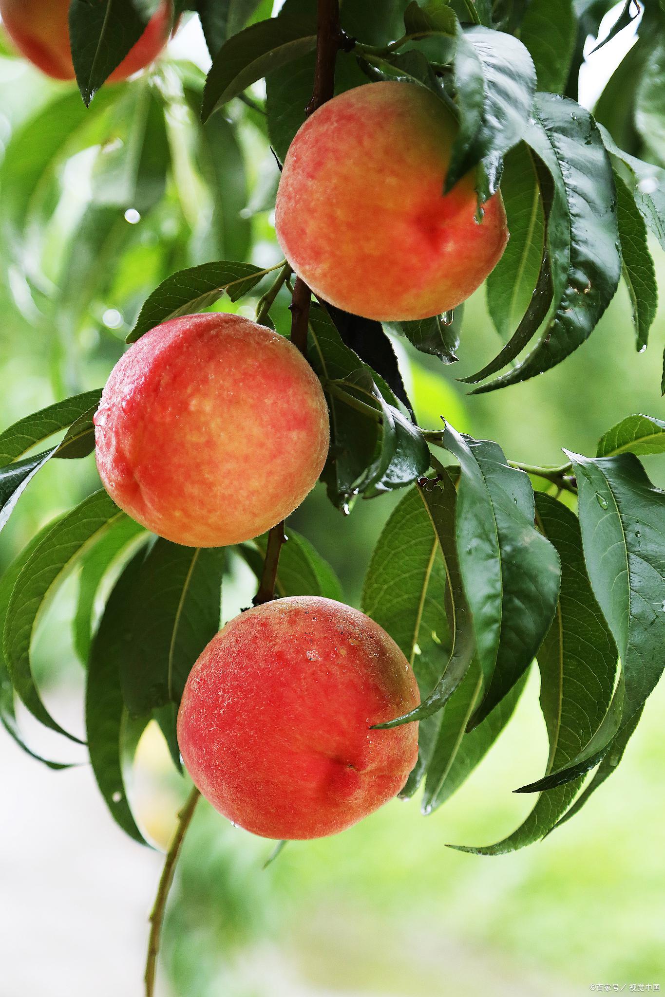 答案是肯定的,孕妇可以安全地食用桃子.