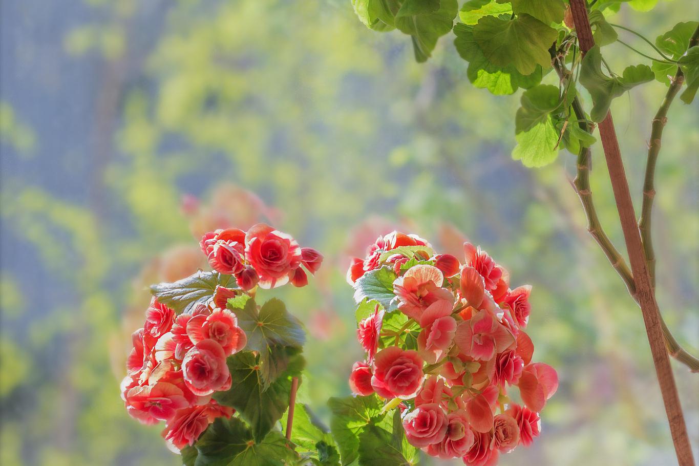 玻璃海棠养殖技巧 玻璃海棠是一种美丽的室内观赏植物,以下是养殖和