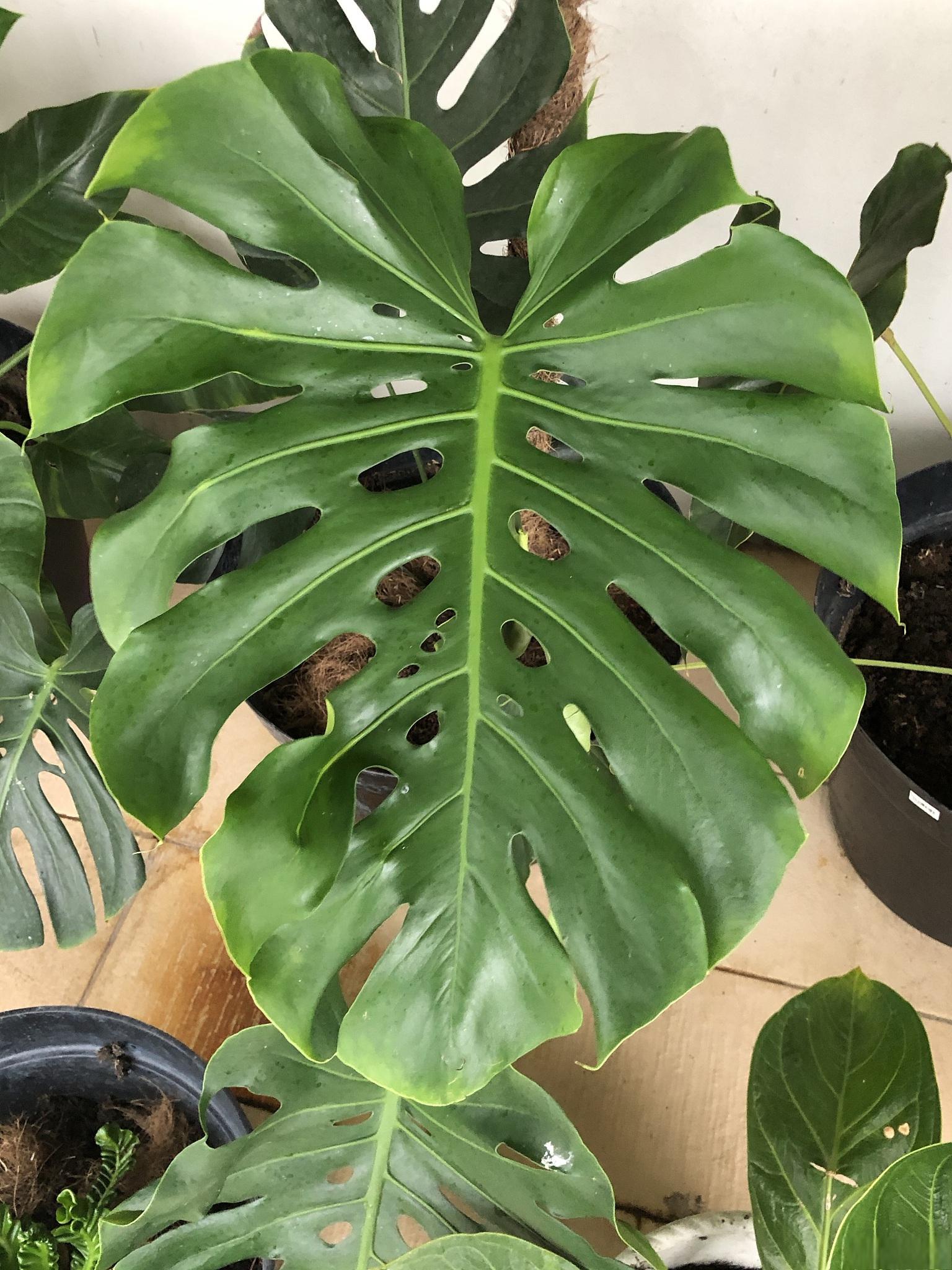 龟背竹叶子水培的方法和注意事项 龟背竹是一种常见的观赏植物,也可以