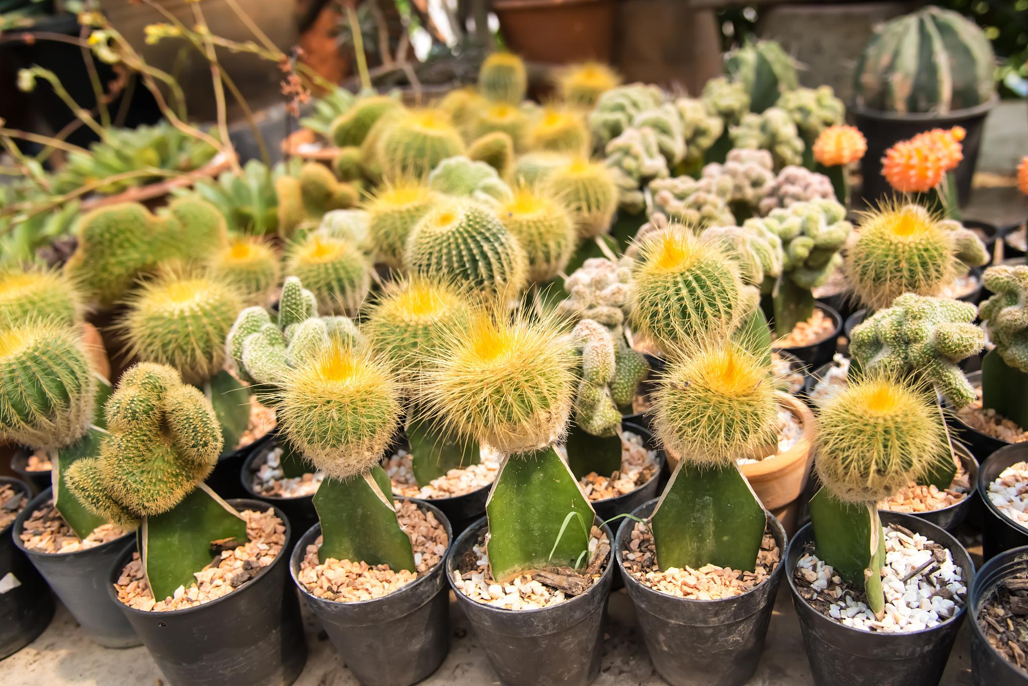 金虎仙人球(echinocactus grusonii)是一种常见的多肉植物,以下是它的