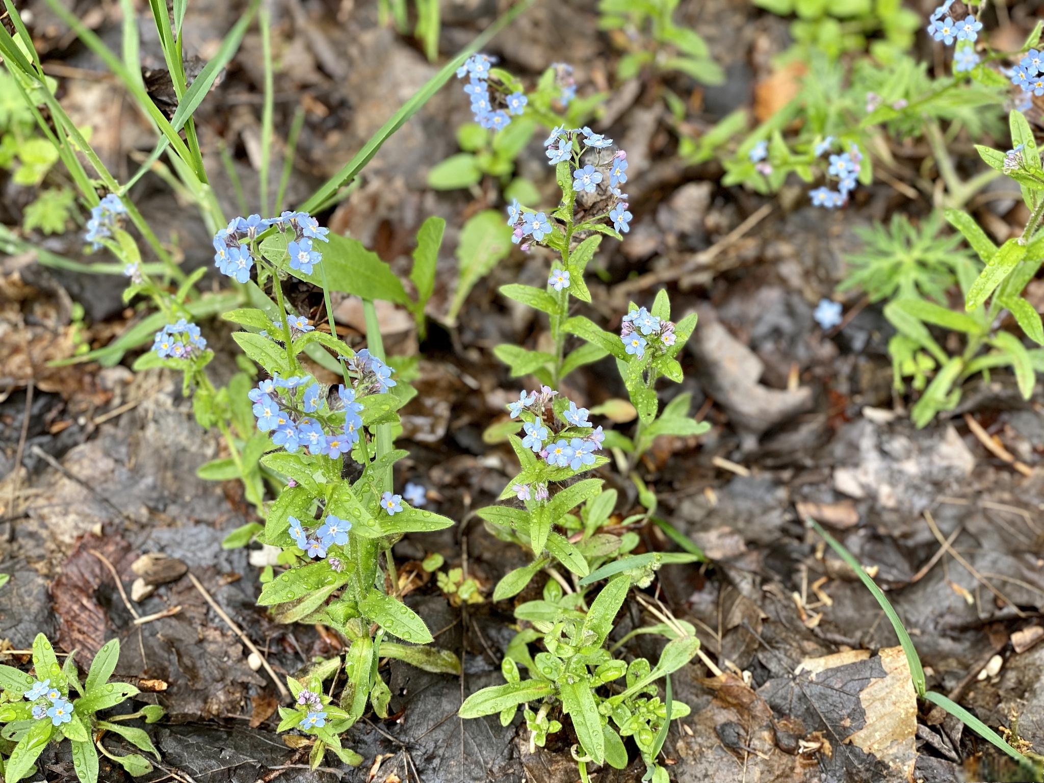 补血草的养殖方法和注意事项 补血草,又名"紫根草",是一种常见的