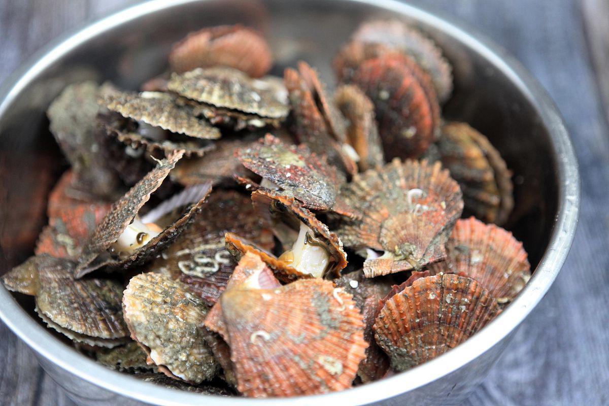 日本北海道扇贝出口大幅下滑 日本强行启动福岛核污染水排海已经过去