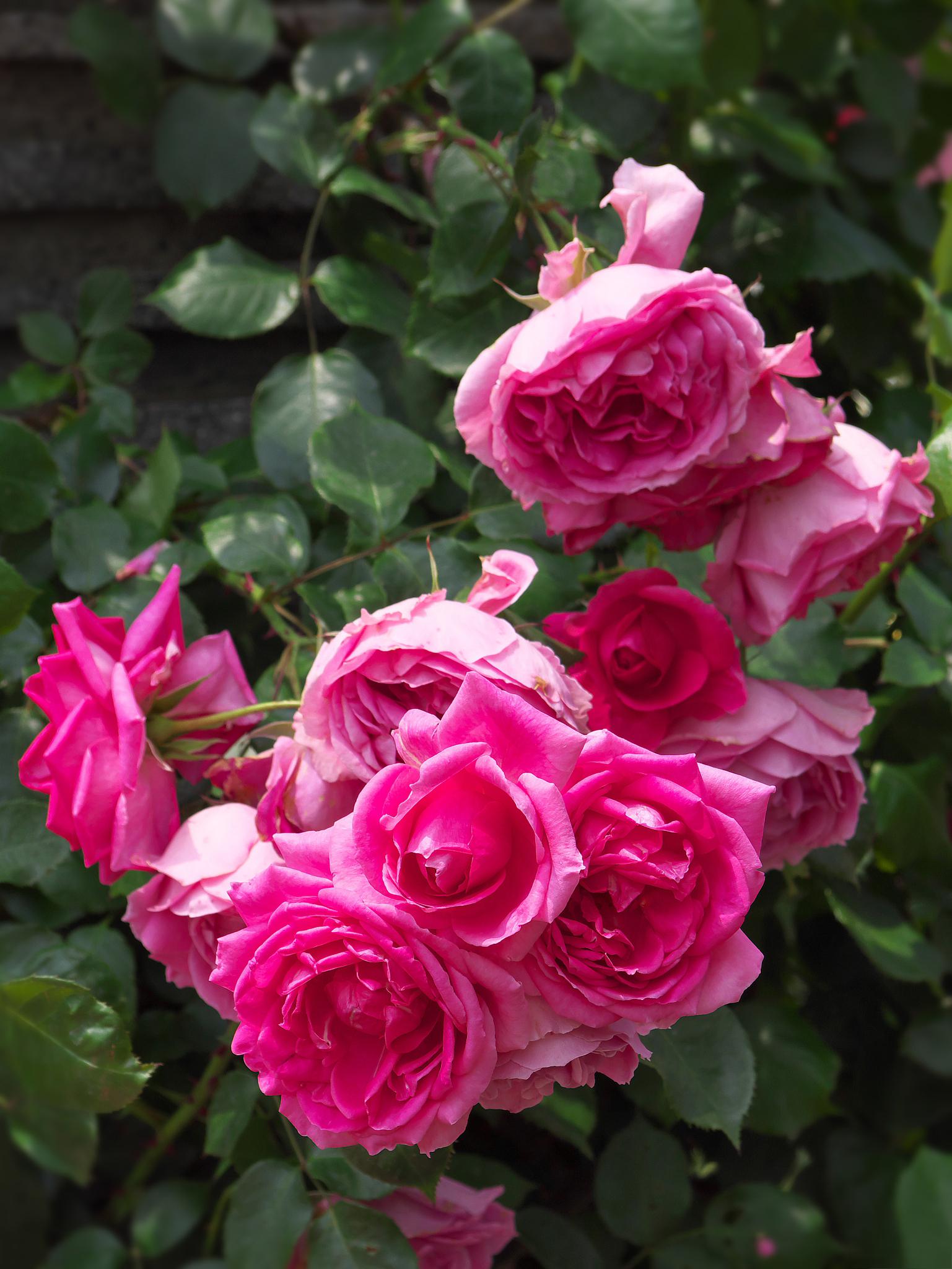 下面我将详细结合情感讲解肯特公主月季的优缺点.