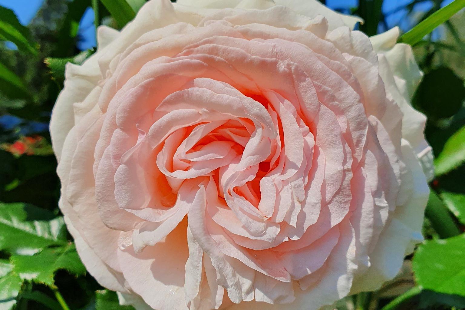 下面我将详细结合情感讲解肯特公主月季的优缺点.