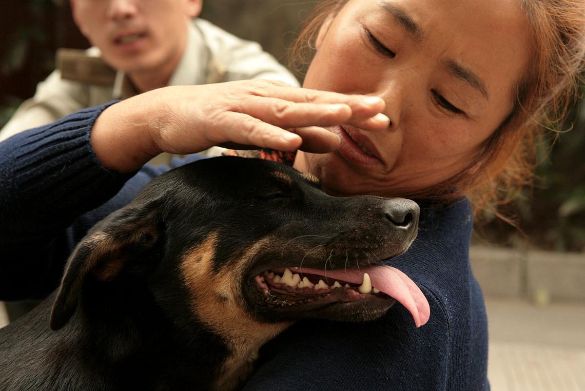 女童遭惡犬撕咬,責任由誰擔 四川成都崇州一小區發生一起惡狗傷人事件