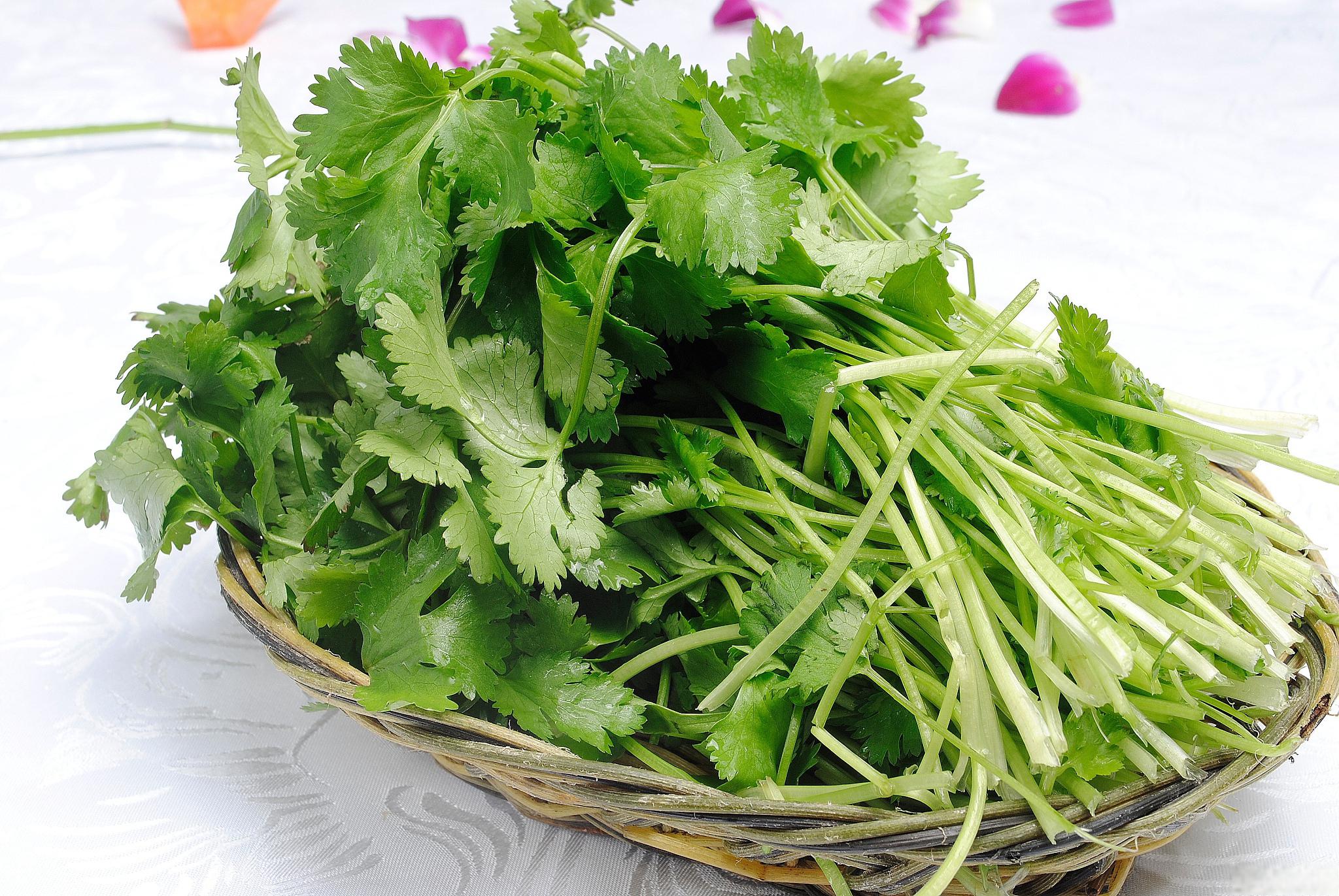 怀孕期间能否食用香菜 亲爱的准妈妈们,怀孕期间,我们的饮食非常重要