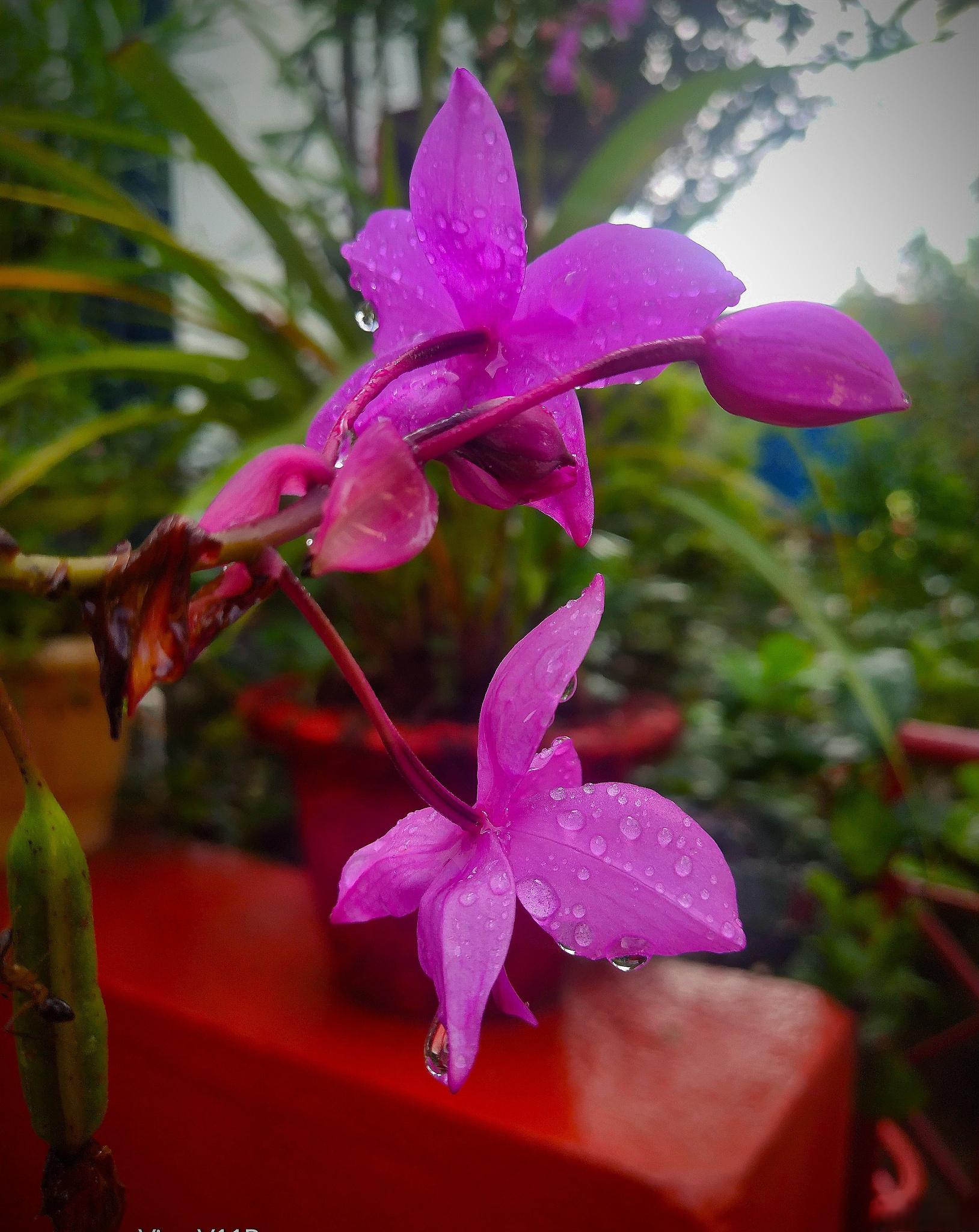 红泼墨石斛兰的养殖方法和注意事项 红泼墨石斛兰是一种珍贵的兰花