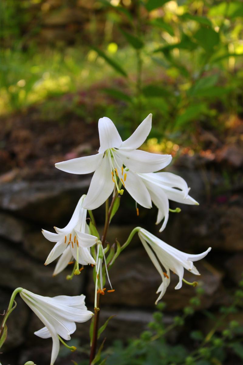 淡雅的百合花图片