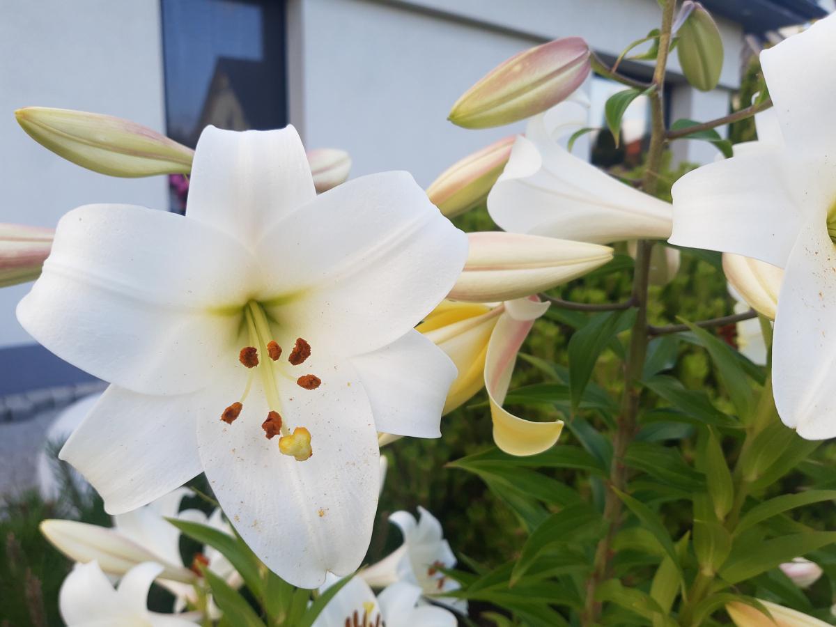百合花的养护技巧 百合花是一种高贵,纯洁的花卉,它的花朵呈现出淡雅