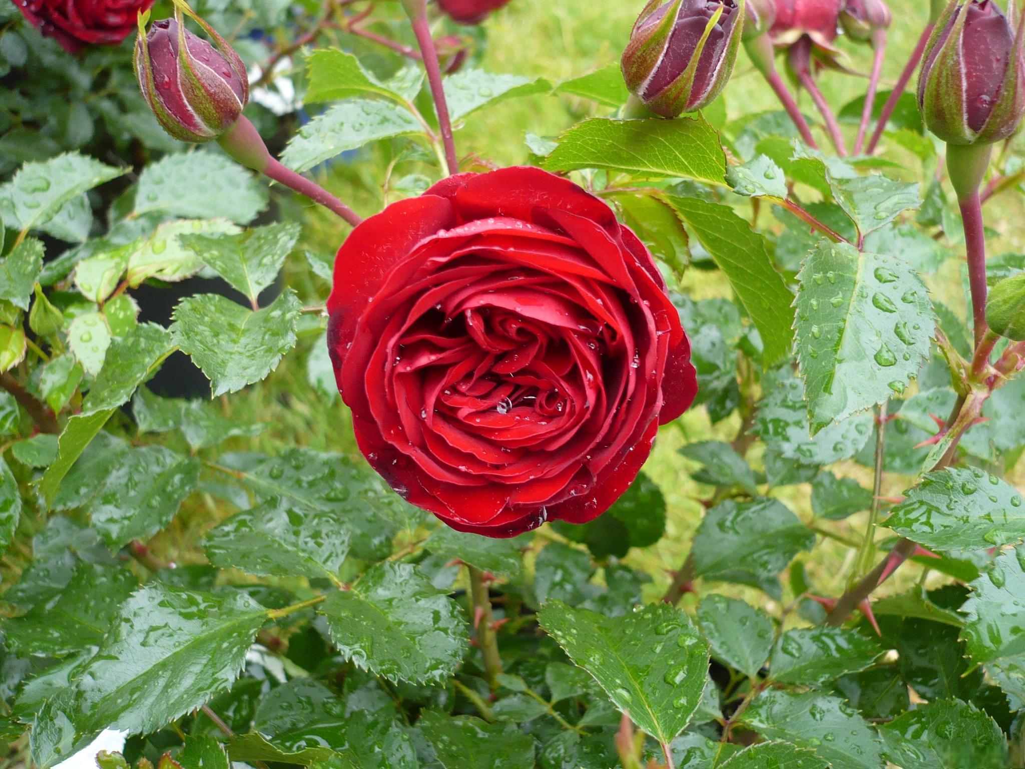 洛神月季花的优点 洛神月季花是一种拥有许多优点的玫瑰花品种
