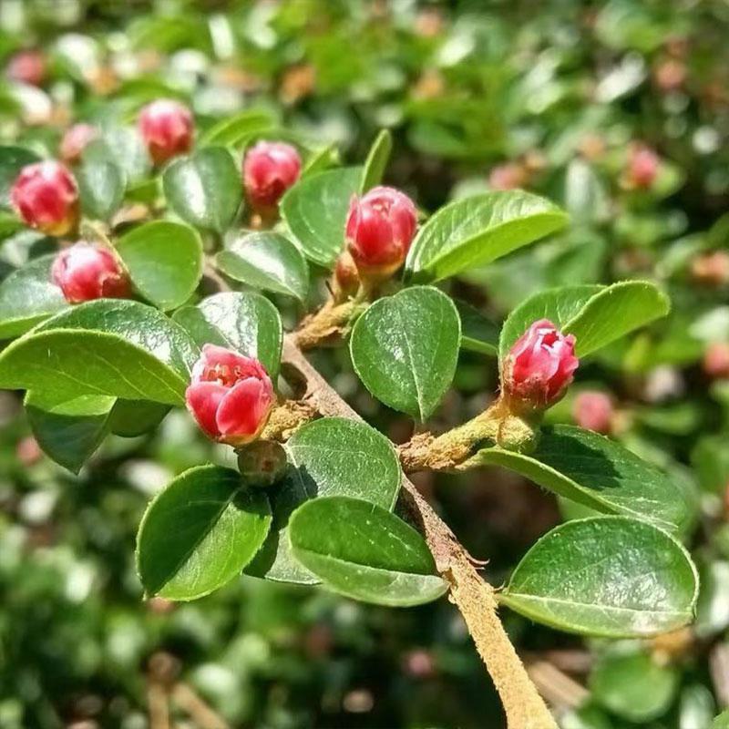 红花荀子开花图图片