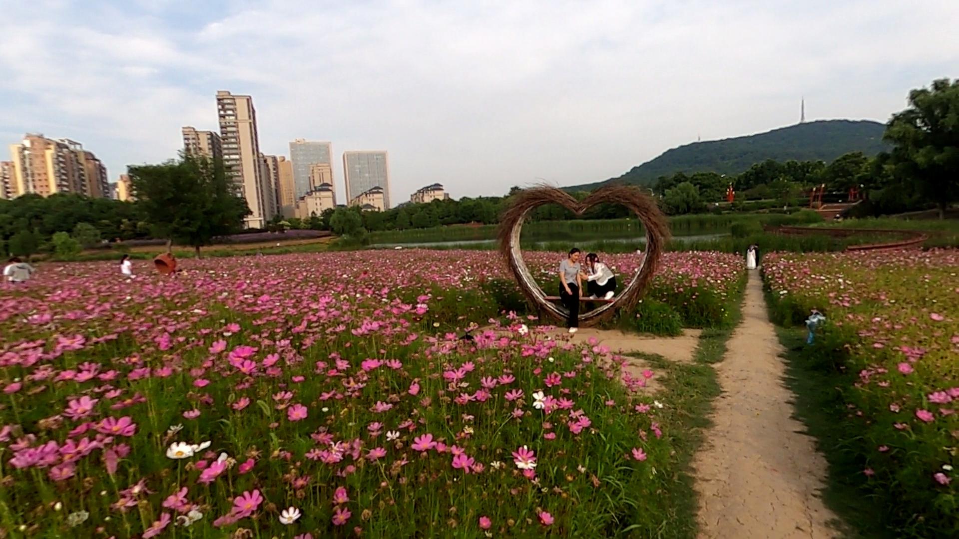 合肥四季花海在哪图片