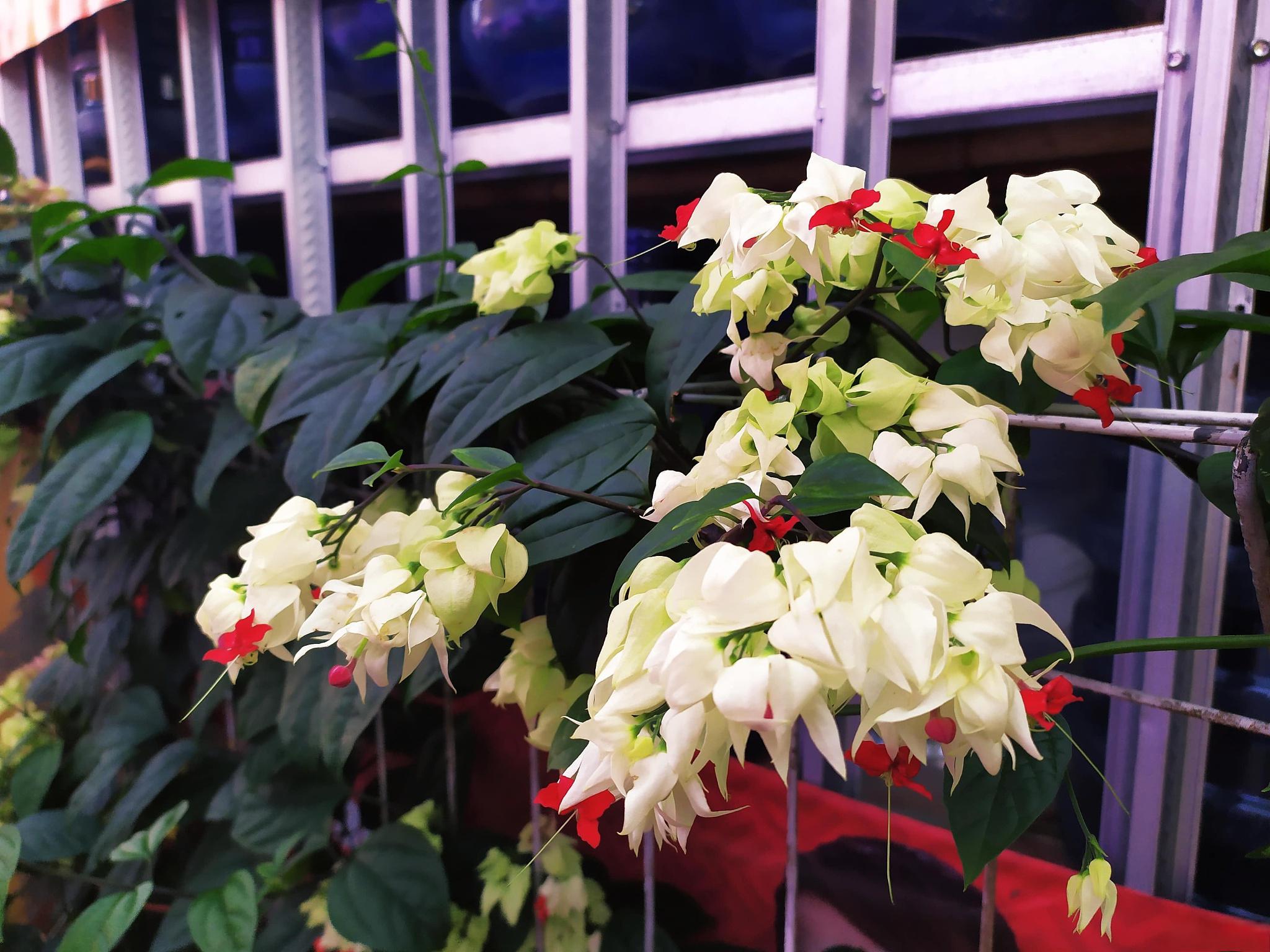 龙吐珠的养殖技巧 龙吐珠是一种美丽的花卉,其独特的形状和艳丽的花朵