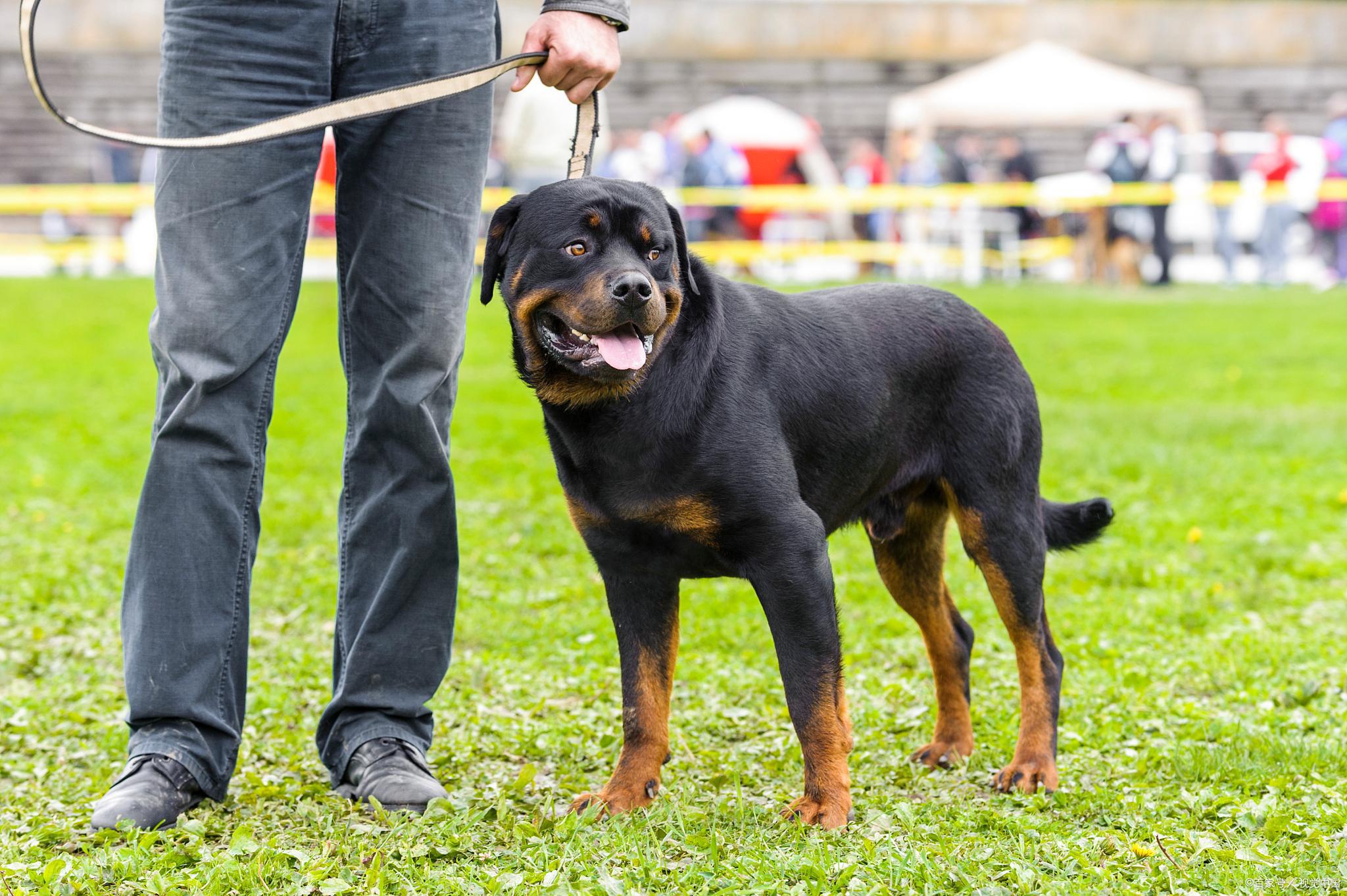 中国最大罗威纳犬舍遭网友攻击 近日,四川省崇州市发生了一起令人痛心