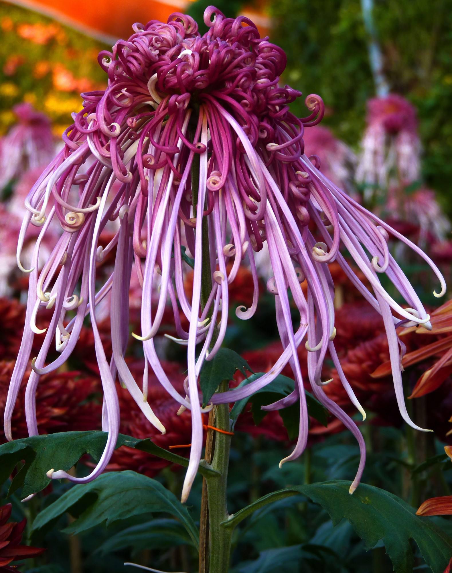 菊花盆栽养护全攻略 人间忽晚,山河已秋,转眼又来到了秋天,秋天是丰收