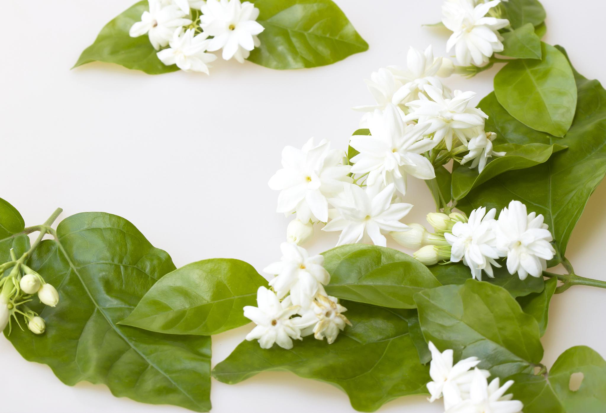 茉莉花:花中之王 茉莉花,被誉为"花中之王",以其淡雅的清香和优雅的花