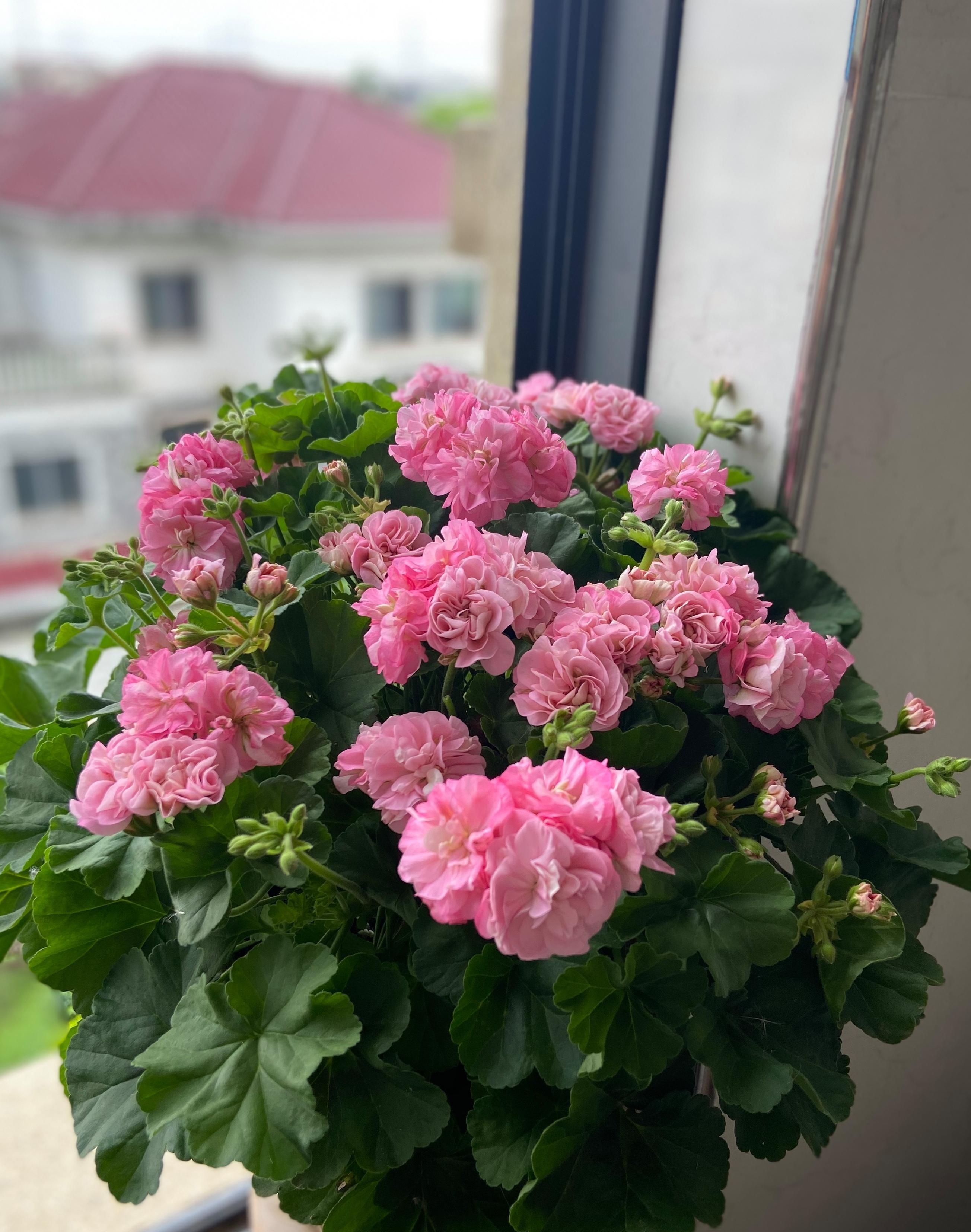 玫瑰小姐的种植养护技巧 天竺葵是盆栽观赏花卉中备受喜爱的品种之一
