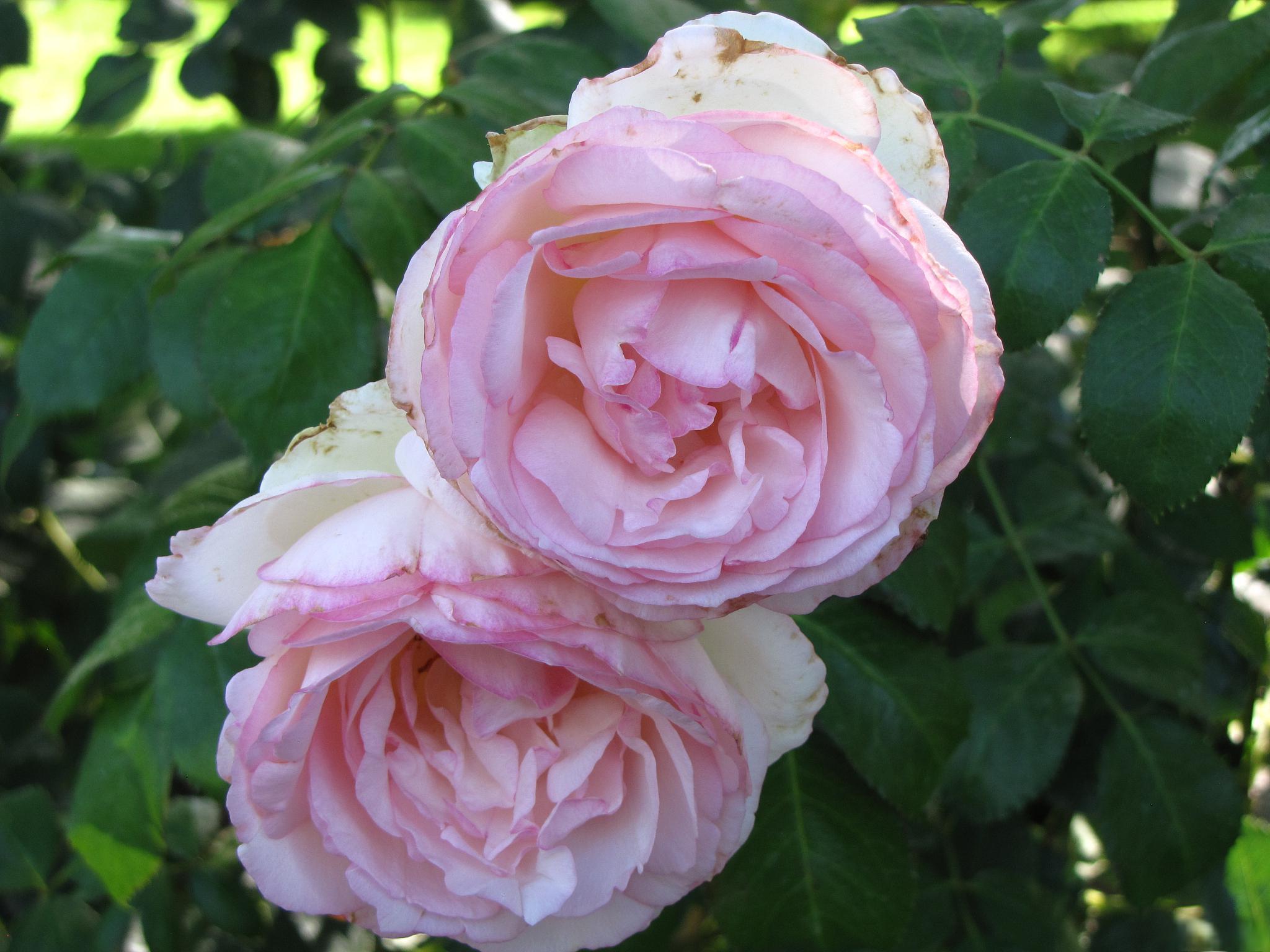 作为一种受欢迎的花卉选择,桃灼蓝天月季有着独特的优点和一些需要