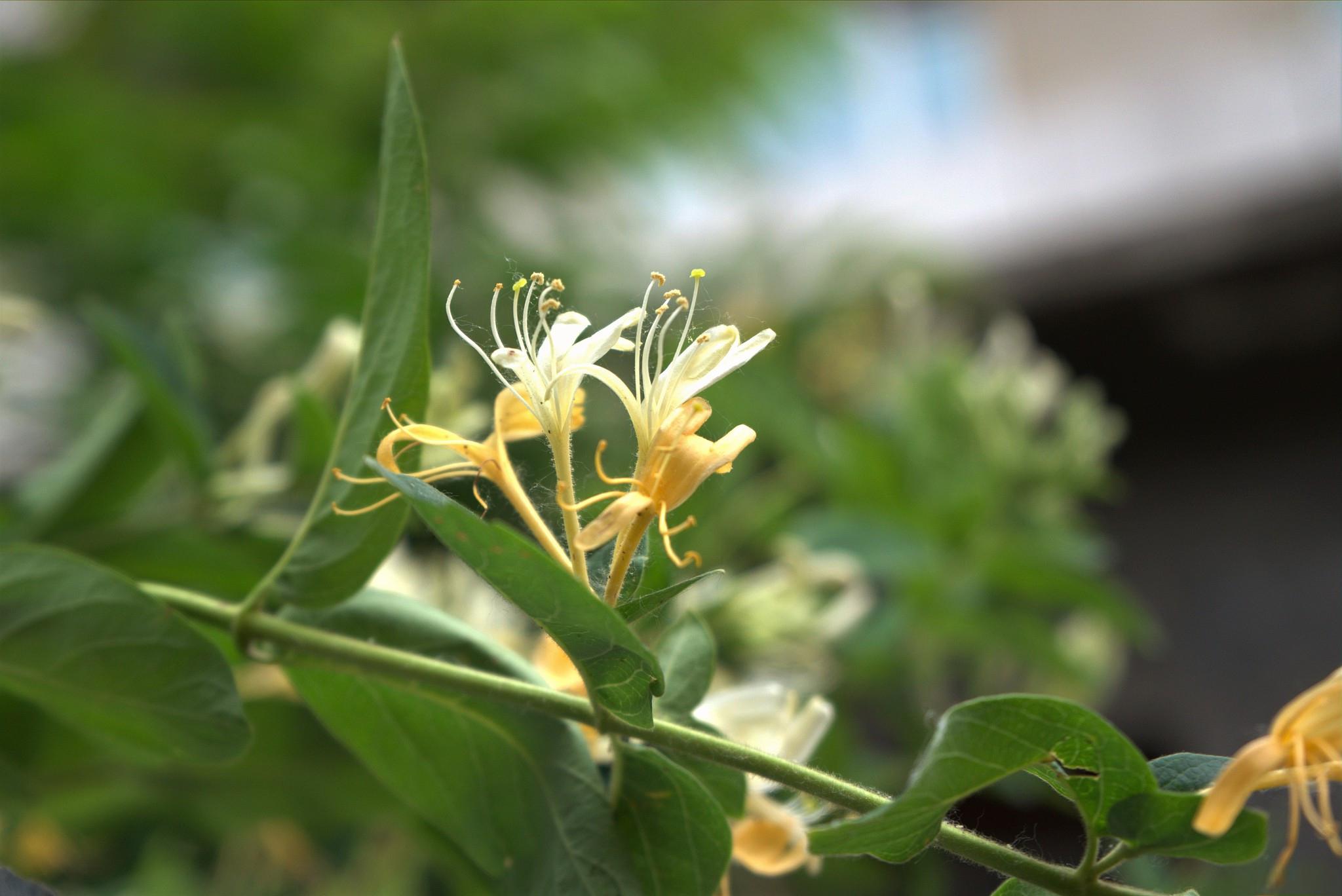 金银花的养殖方法和注意事项 金银花是一种常见的观赏和药用植物