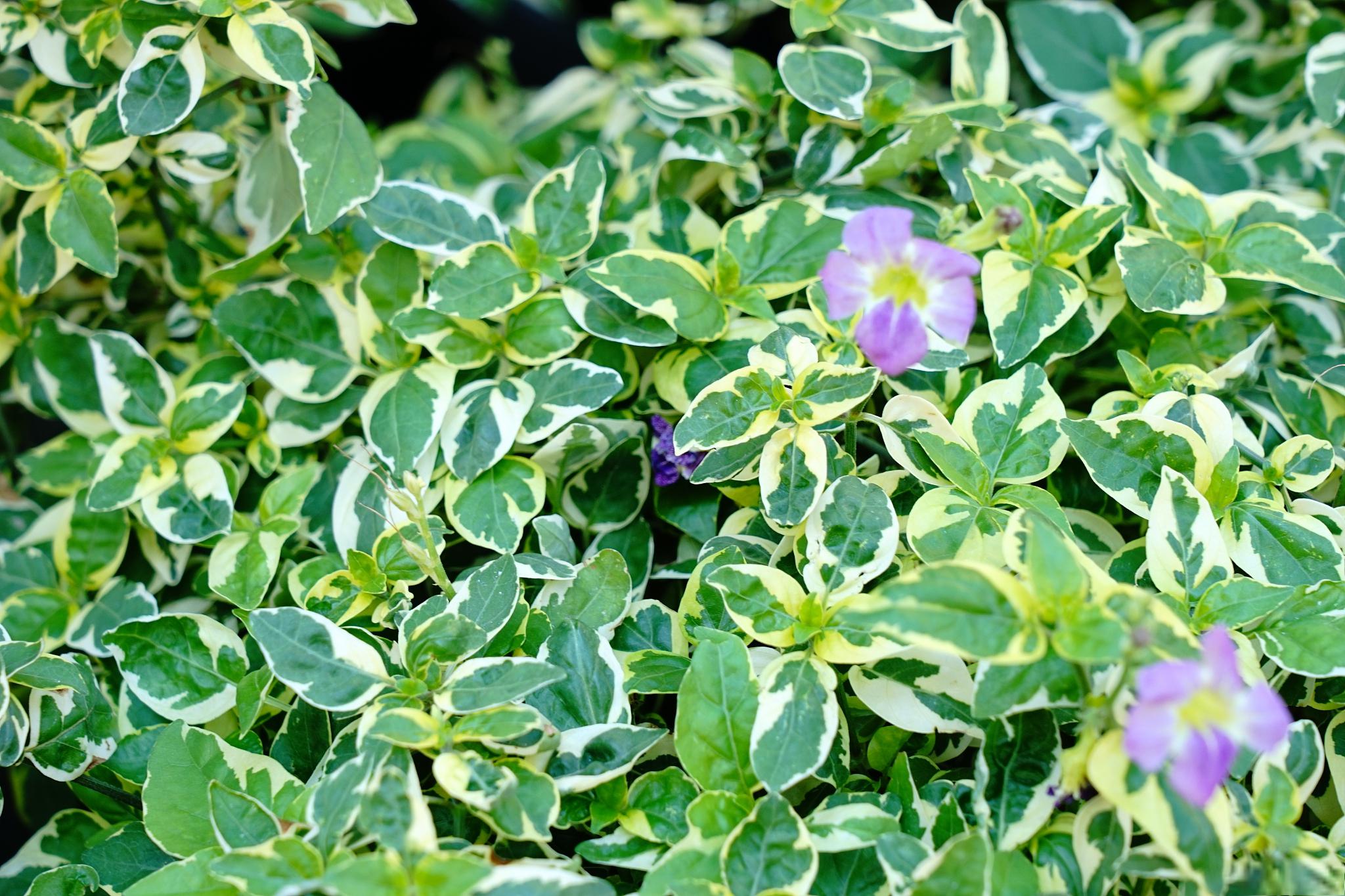 白花紫露草花语图片